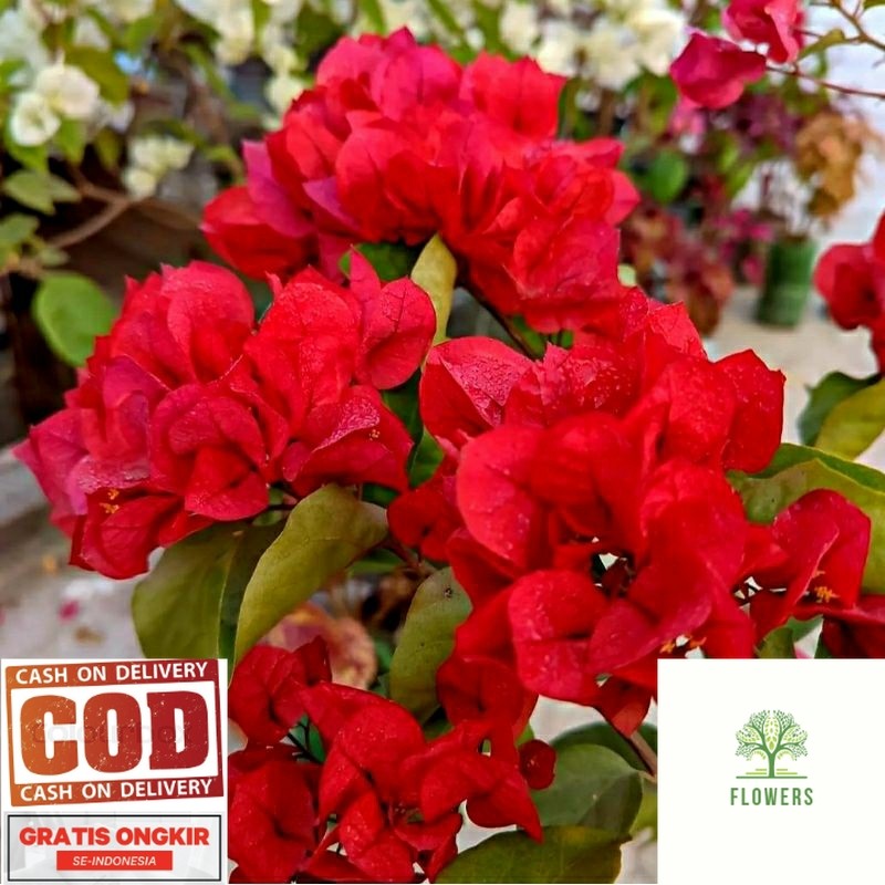 Jual Bunga Hias Bougenvile Red mega tanaman teras rumah (COD) | Shopee ...