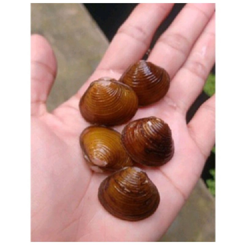 Jual remis kuning/haremis 30biji besar+bonus/mengatasi kendala liver ...