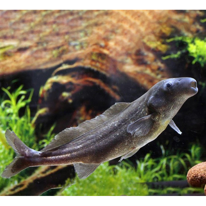 Jual Baby Dolphin Lumba-Lumba Mormyrid Mormyrus Air Tawar | Shopee ...