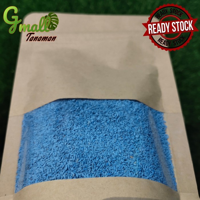 Jual Benih Rumput Bermuda Grass 1kg Biji Rumput Golf Import Grass Seed