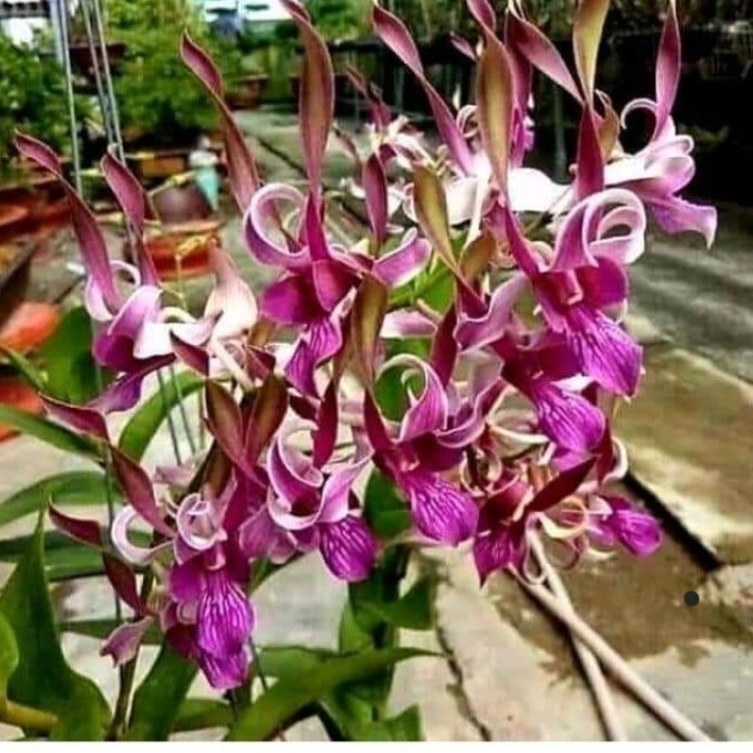 Jual Anggrek Dendrobium Rabit Srima/ Rabbit Red | Shopee Indonesia