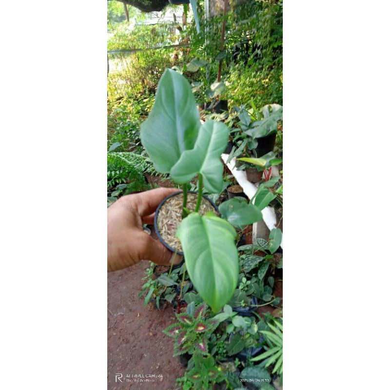 Jual tanaman hias pilo dendrum piolin | Shopee Indonesia