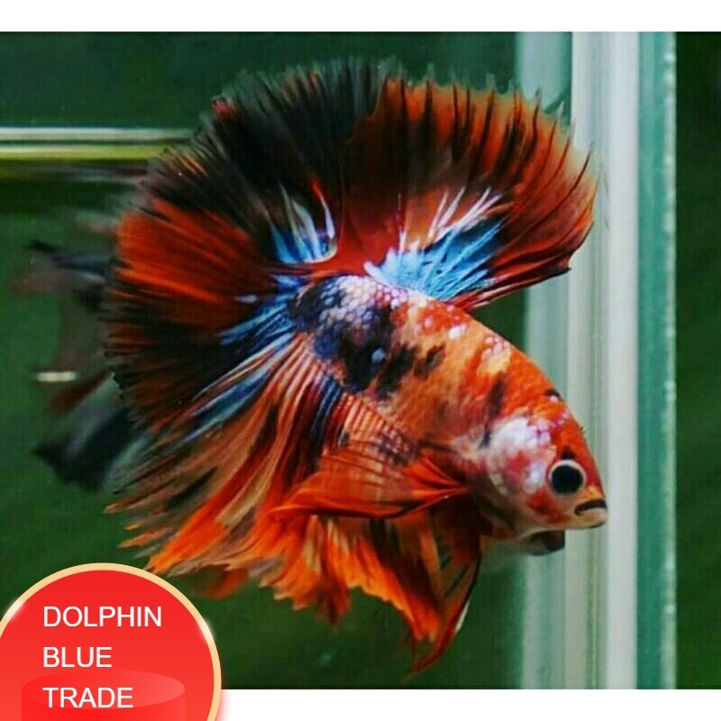 Jual Satu Pasang Halmoon Nemoxy Free Pelet | Shopee Indonesia