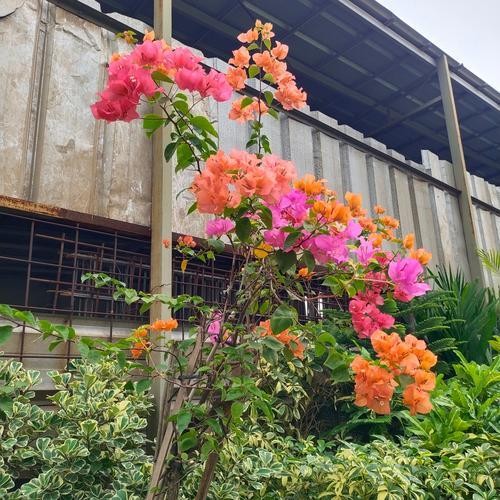Jual Tanaman Hias / Bunga Kertas 3 Warna / Bougenville Three Color ...