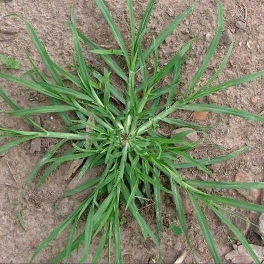 Jual Rumput Belulang segar - Jampang fresh Lembur_kuring | Shopee Indonesia