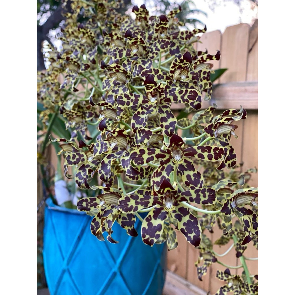 Jual bunga anggrek/Grammatophyllum stapeliiflorum Rumpun besar | Shopee ...