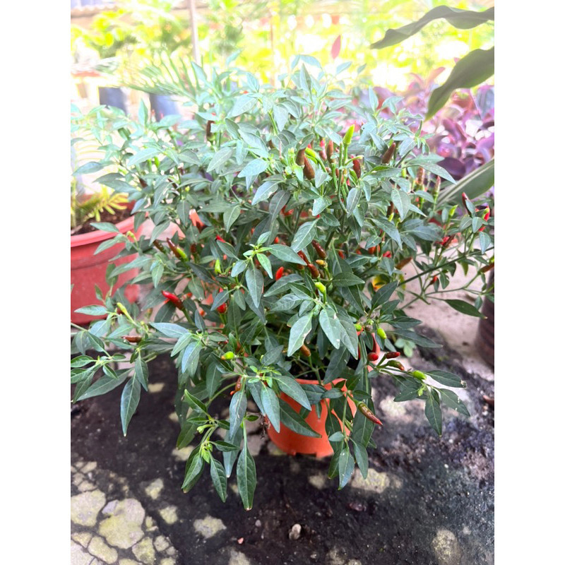 Jual PAKET 4 POT TANAMAN CABE RAWIT SETAN HIDUP POHON CABAI RAWIT BISA ...