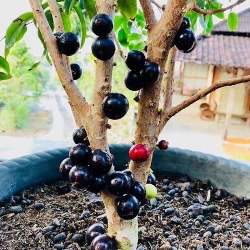 Jual bibit anggur pohon jenis preco batang besar tinggi 2meter siap ...