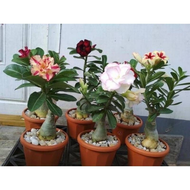 Product image TERMURAH! Tanaman Hias Adenium Kamboja Jepang Bunga Tumpuk / Tanaman Hidup Adenium Kambodja Jepang / Bunga Hias Adenium Bunga Tumpuk Bibit Tanaman Indoor Outdoor Adenium Kambodja Japan