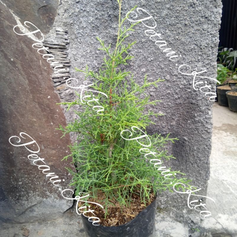 Jual Tanaman Cemara Wangi Rentes /Rintis Wangi Pohon cemara Tanaman ...