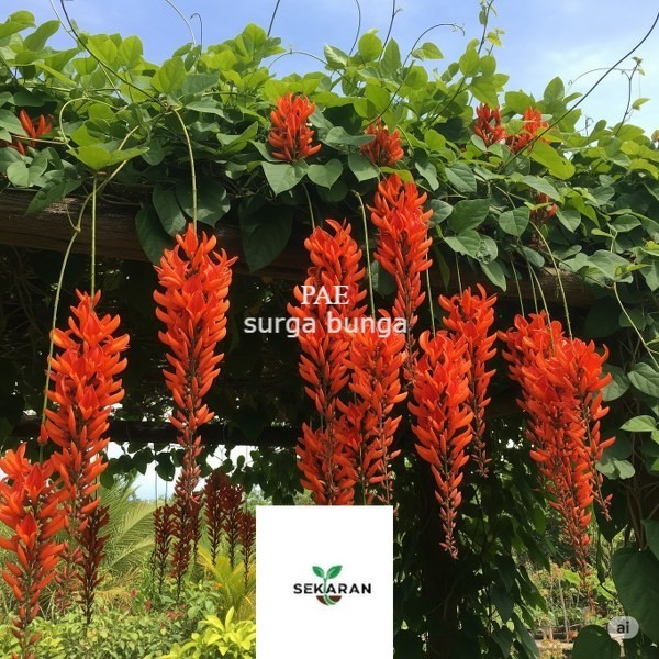 Jual Tanaman Hias Bunga Irian Flame oren - Irian Of Flame Orange ...