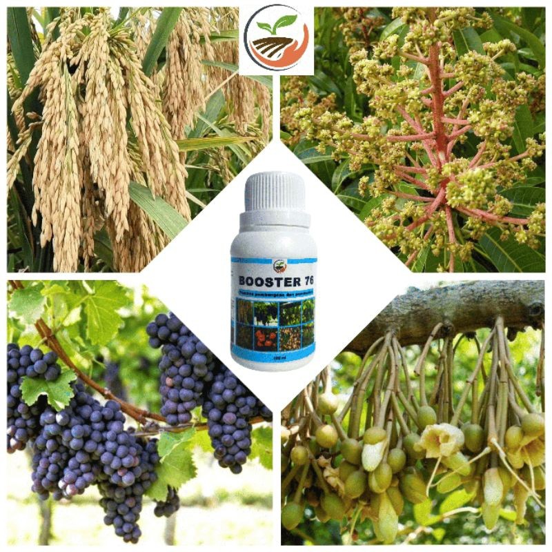 Jual Booster 76 Pupuk Pembungaan dan Pembuahan diluar Musim | Shopee ...