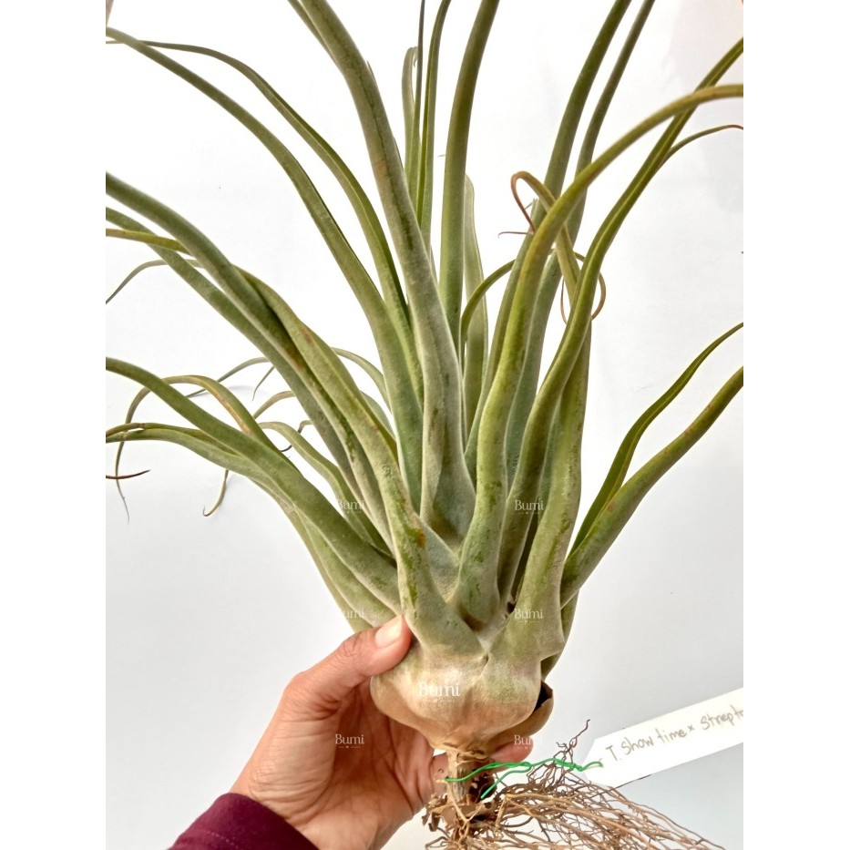 チランジア ty x Showtime