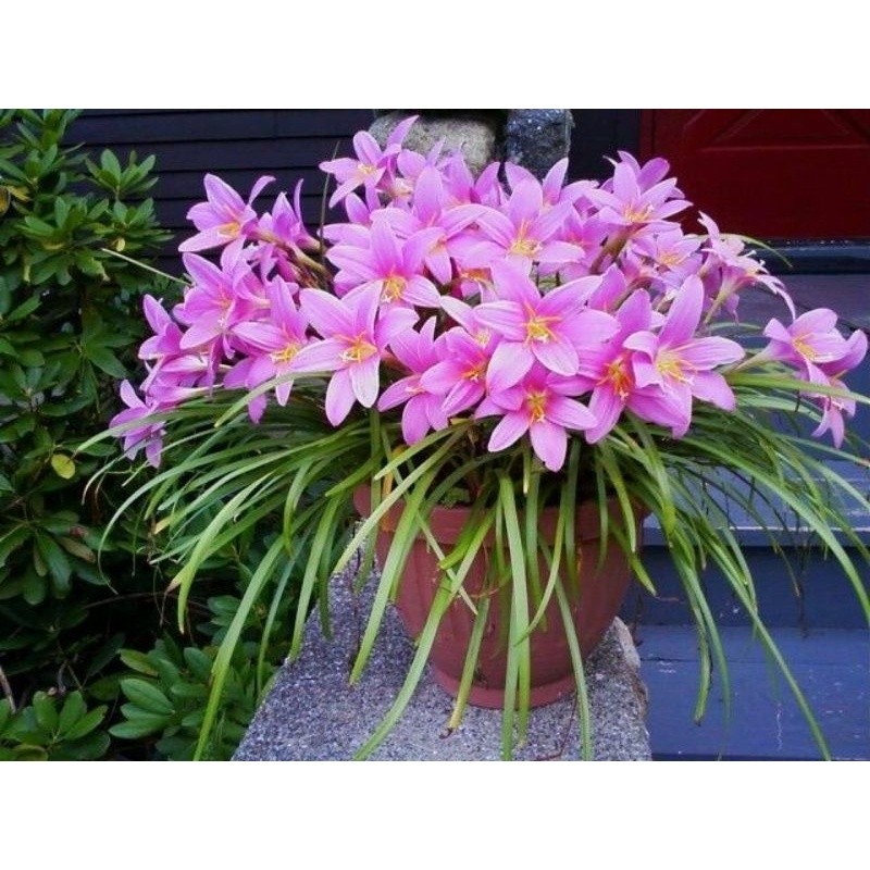 Jual Tanaman Hias Lili Hujan Bunga Hidup Rain lily Hujan / Tanaman Hias ...