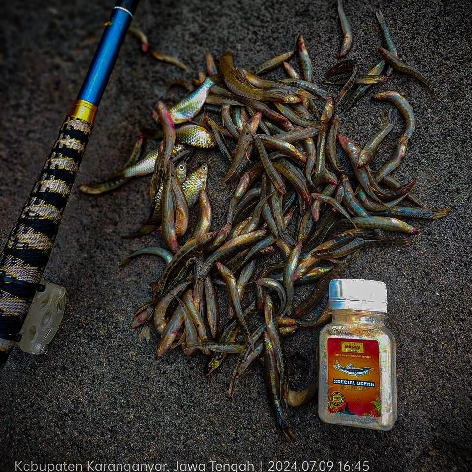 Jual Umpan Masyai Special Uceng 50 gram amis untuk mancing uceng dan ...