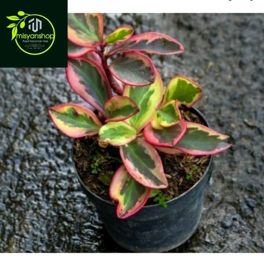 Jual Tanaman hias peperomia clussifolia tricolor Tanaman hias hidup ...