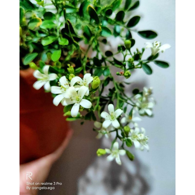 Jual {BISA COD} tanaman bunga kemuning mini micro pohon kemuning mikro ...