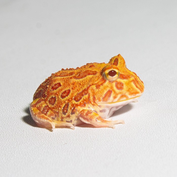 Jual Katak Pacman / Pacman Frog / Kodok Pacman / Kodok Hias ...