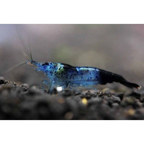 Jual Udang Blue Carbon Rilli ( CAHAYA AQUATIC ) - COPY | Shopee Indonesia