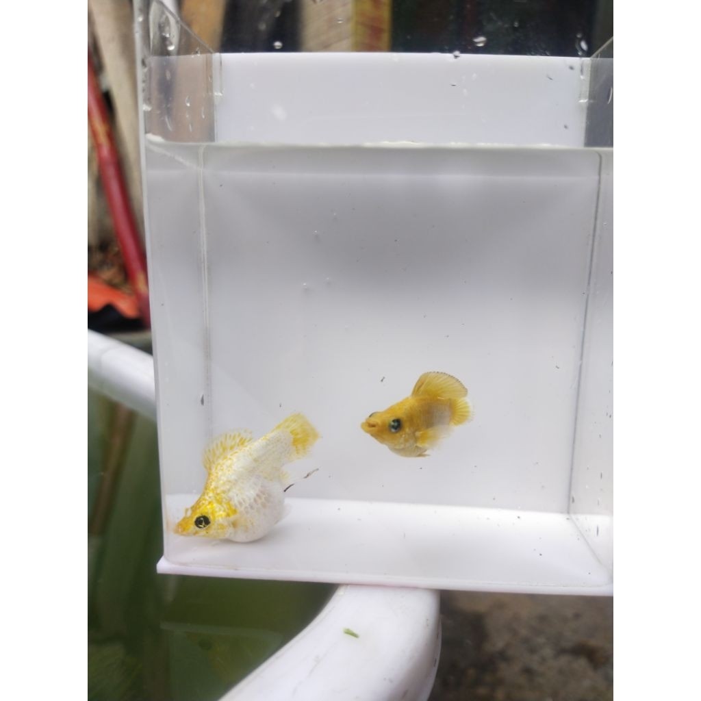 Jual Hiasan molly lemon head size indukan 1 pasang | Shopee Indonesia