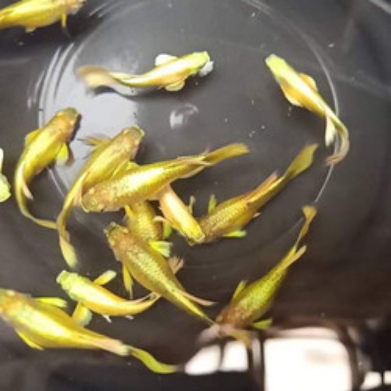 Jual Promo HIASAN AQUARIUM SEPASANG VVIP GUPPY FULL GOLD NORMAL GEN ...