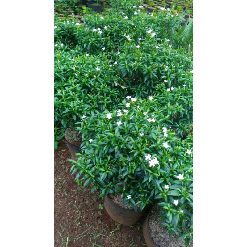 Jual TANAMAN HIAS REMBOSA MINI HIJAU - TANAMAN HIAS OUTDOOR | Shopee ...