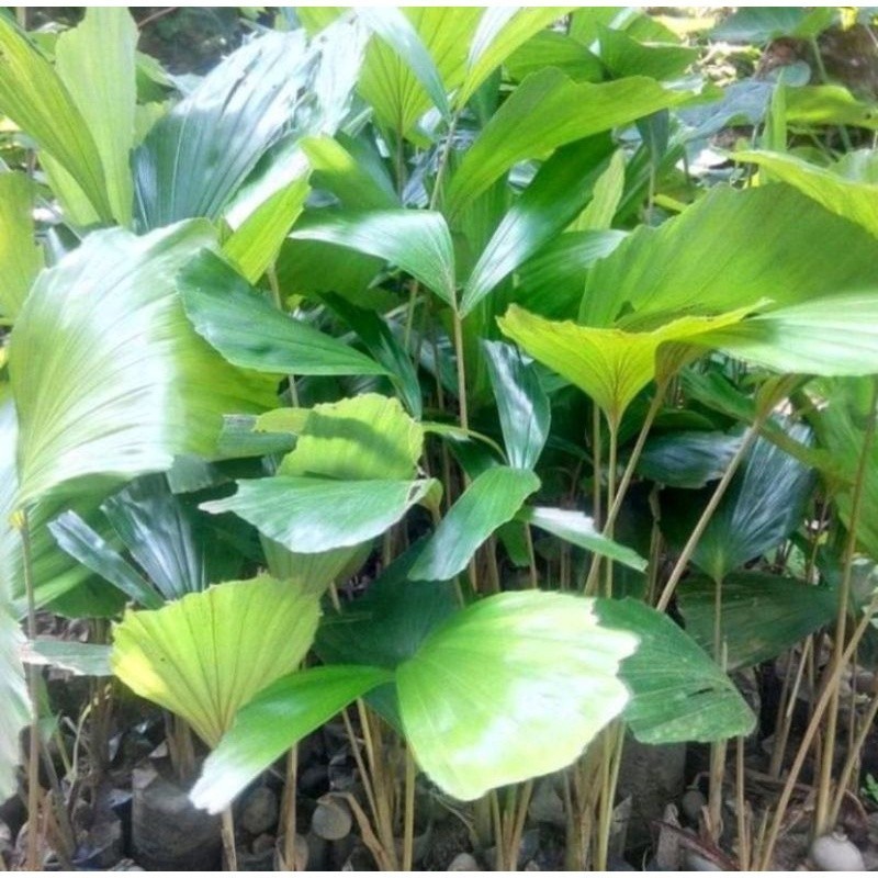 Jual Bibit pohon aren siap tanam - bibit aren unggul | Shopee Indonesia