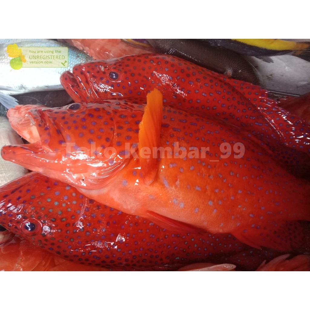 Jual Ikan Kerapu Segar 1Kg Ikan Kerapu Merah Ikan Kerapu Lodi Grouper ...