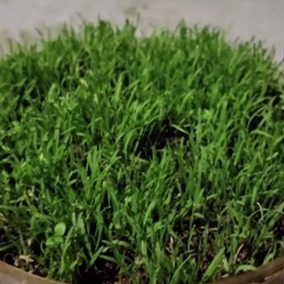 Jual Benih rumput bermuda grass 1kg/biji rumput golf import grass seed ...