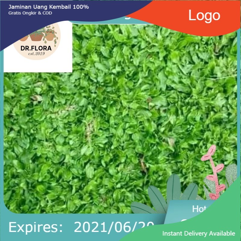 Jual Bibit rumput gajah mini super, rumput hidup - rumput halaman rumah ...