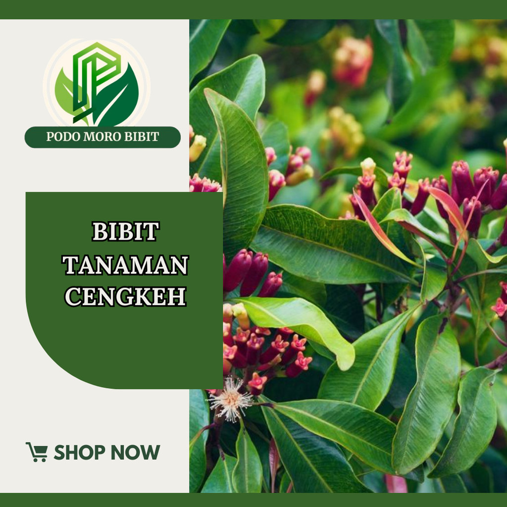 Jual Bibit cengkeh sansibar ( beli 5 gratis 1 ) | Shopee Indonesia