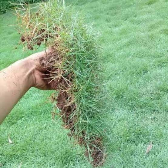 Jual Rumput swiss hidup berkualitas per 1 meter | Shopee Indonesia
