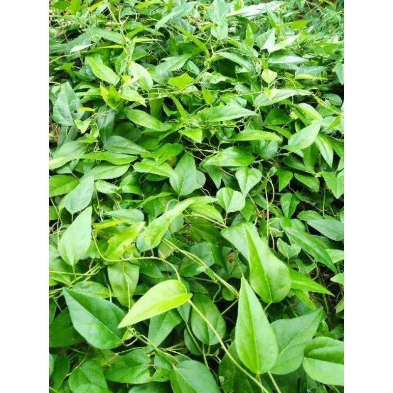 Jual New Promo Daun Cincau Segar, Cincau Jelly, Cincau Rambat, Cincau ...