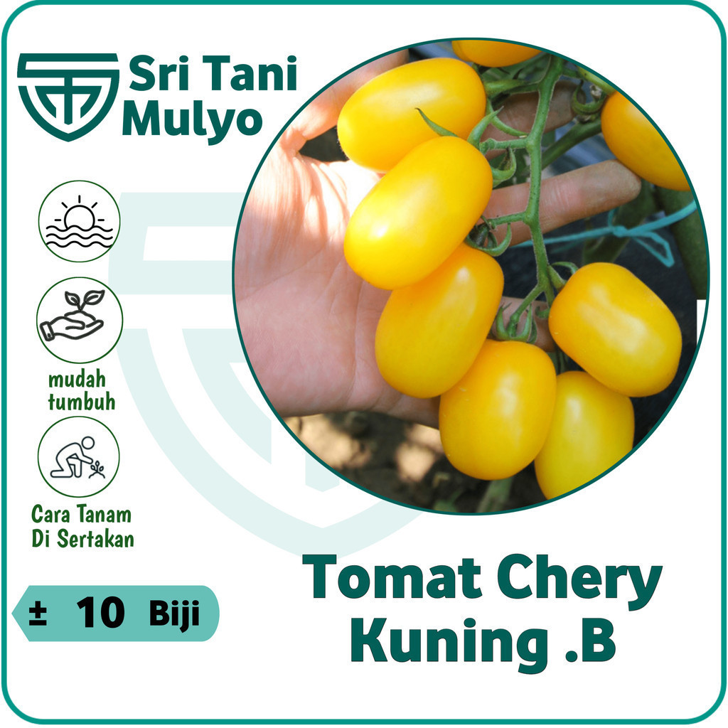 Jual Biji Benih Tomat Cherry Golden Import Rasa Manis Bibit Buah