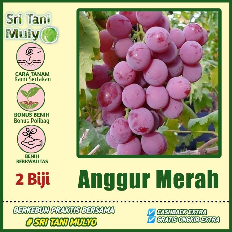 Jual 2 Benih Anggur Merah Unggul Premium Seed Red Grape Lokal - Bibit ...
