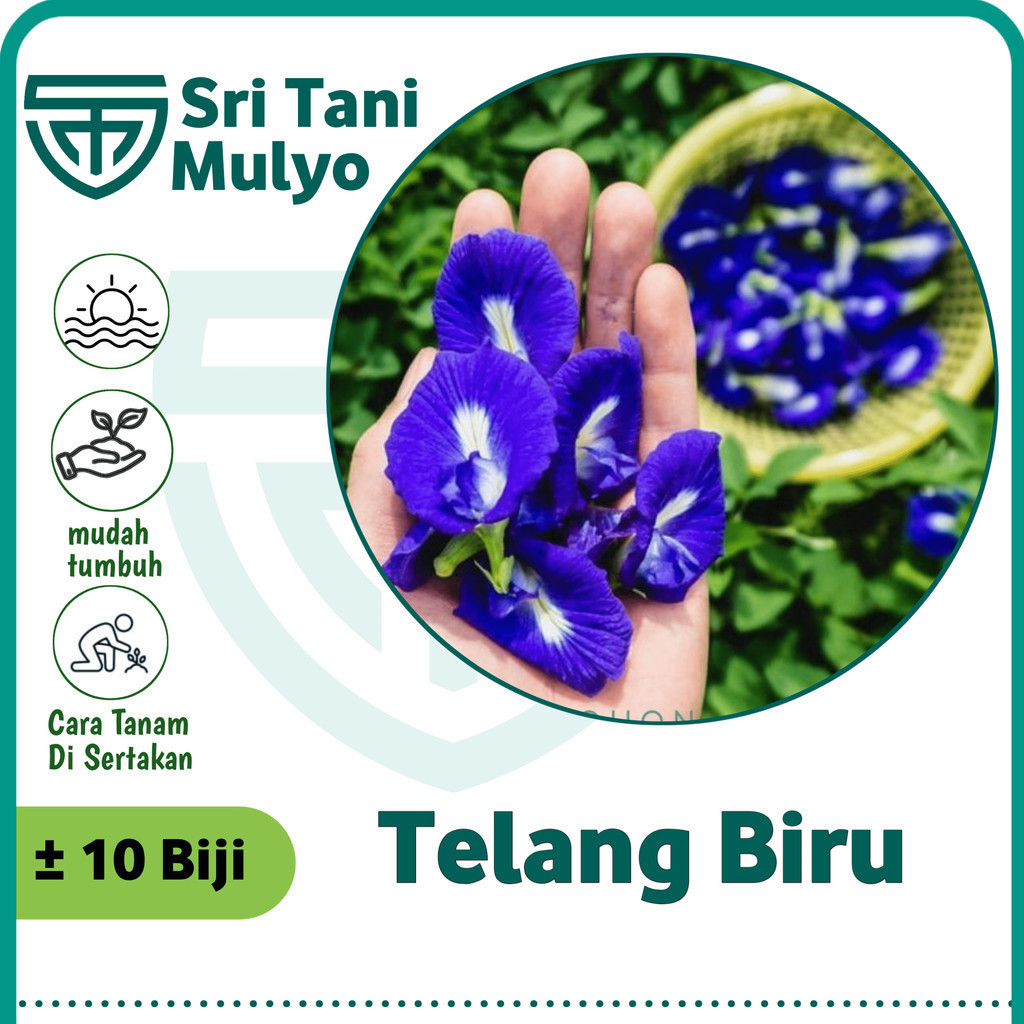 Jual Biji Benih Bunga Telang Biru Herbal Tea Bibit Bunga