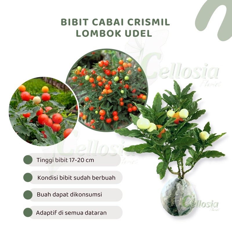 Jual Tanaman Cabai Crismil / Krismil / Lombok Udel (Sudah berbunga dan ...