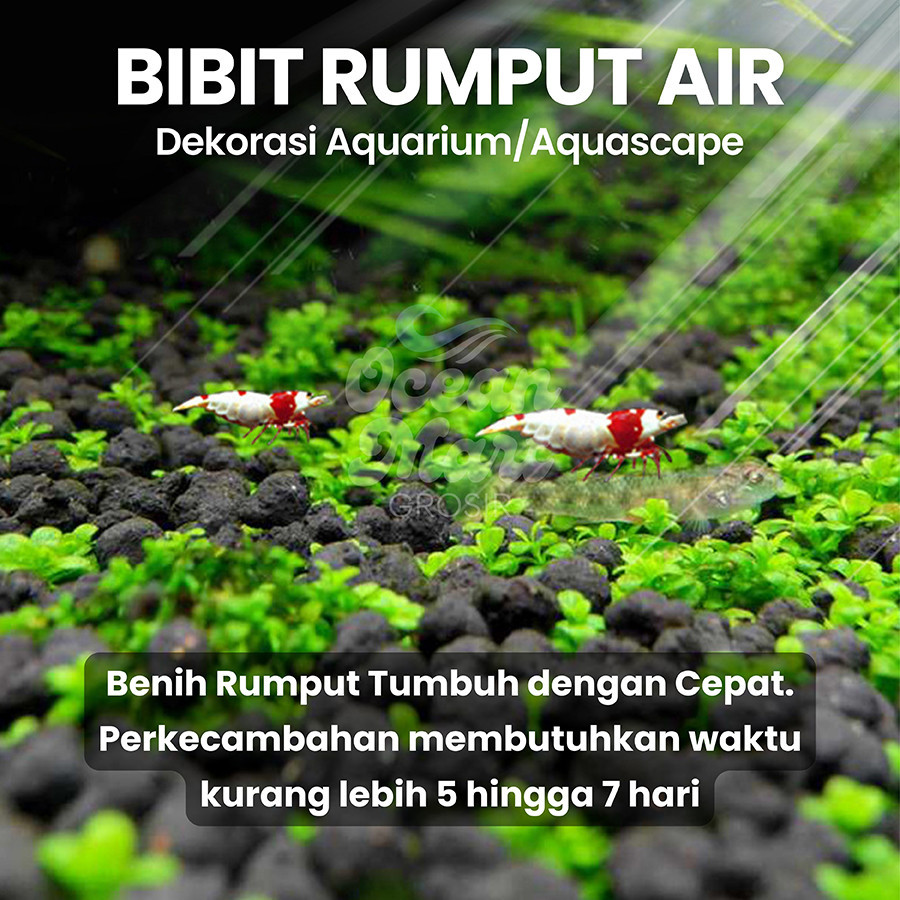 Jual Bibit Tanaman Air Hias 1500 Biji Benih Akuarium Rumput Hidup ...