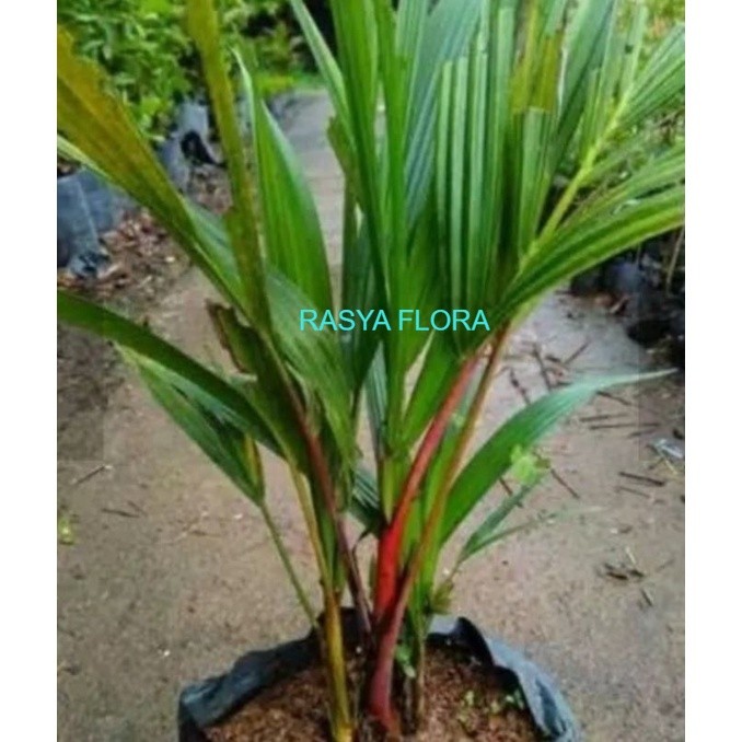 PROMO (  BISA COD ) Promo Termurah!! Tanaman hias palem merah Tanaman Hias palem botol merah RASYA FLORA