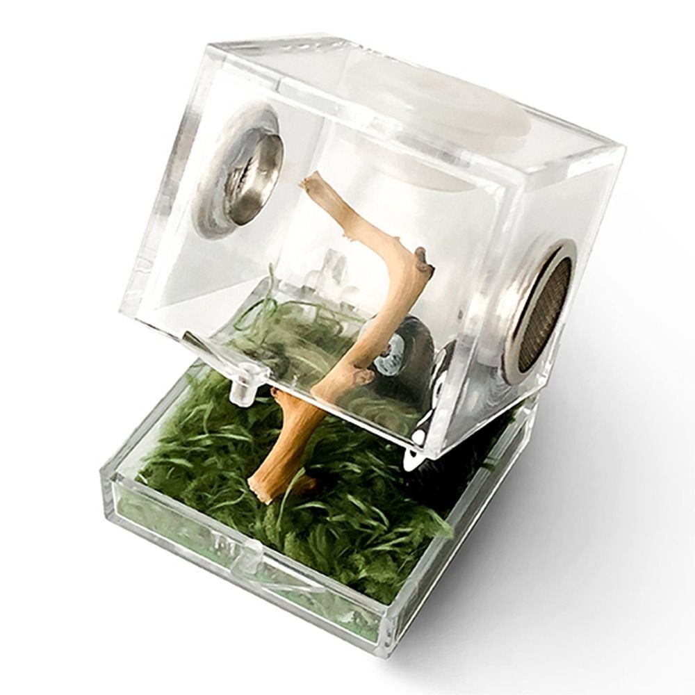 Jual Pet Supplies Spider Feeder with Humidifier Spider habitat Insect ...