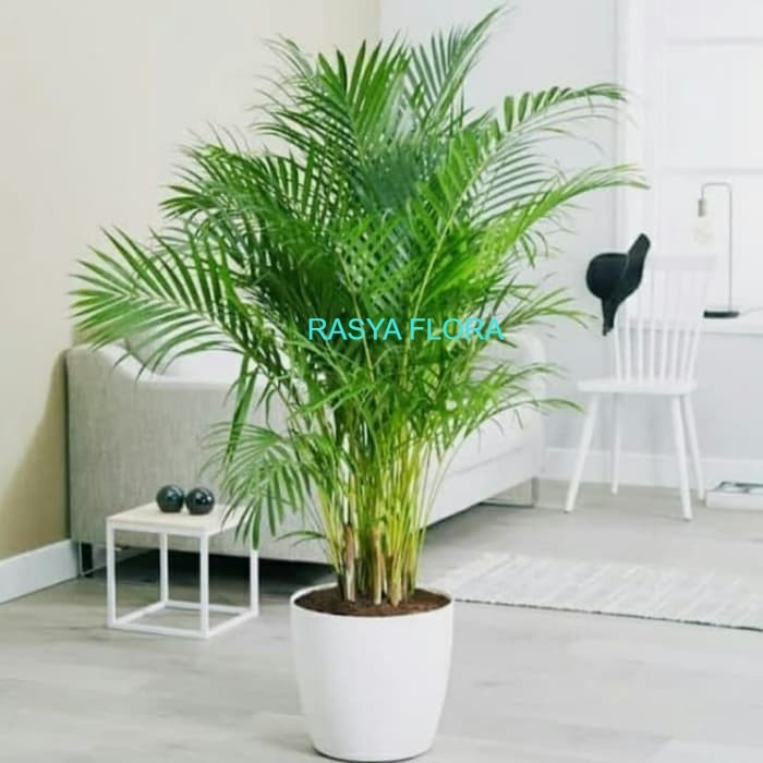 PROMO tanaman hias palem kuning - RASYA FLORA