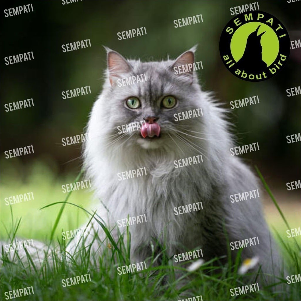 Jual RK SEMPATI Obat Kucing Gemuk Bulu Lebat Gondrong Obat Penggemuk ...