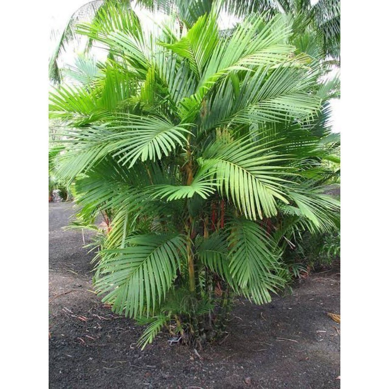 Jual Promo COD Bibit palm hutan-pinanga hutan - palm armi -palm bin bin ...