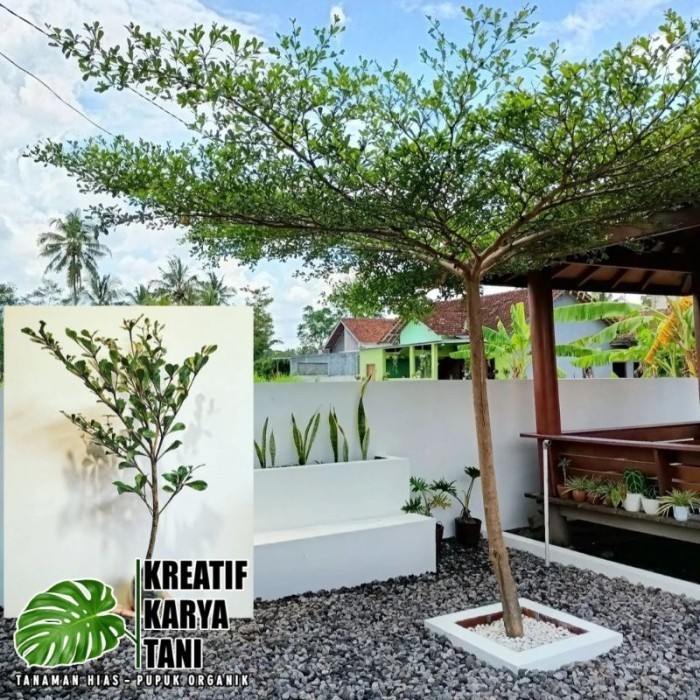 ( PROMO ) Tanaman hias Ketapang Kencana Tinggi 30/40cm