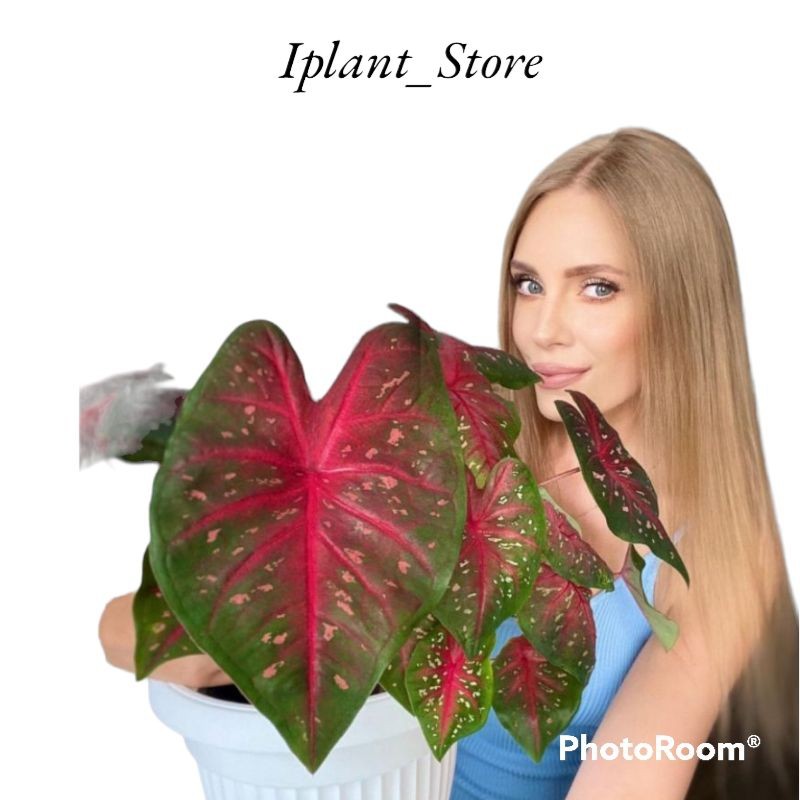 Jual Tanaman hias keladi red flash/caladium red flash/keladi/tanaman ...