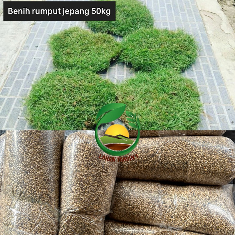 Jual 50KG TERLARIS!! BENIH RUMPUT JEPANG/rumput jepang | Shopee Indonesia