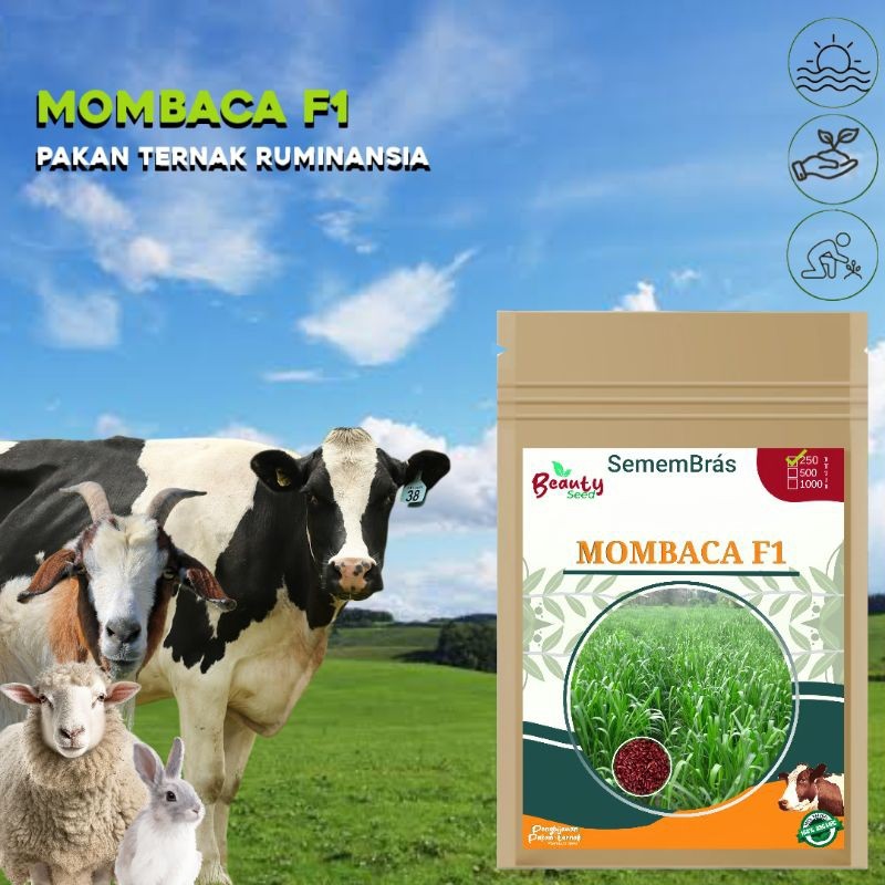 Jual Benih Biji Rumput Mombasa Mombaca F Biji Urban Farming Panicum Maximum Pakan