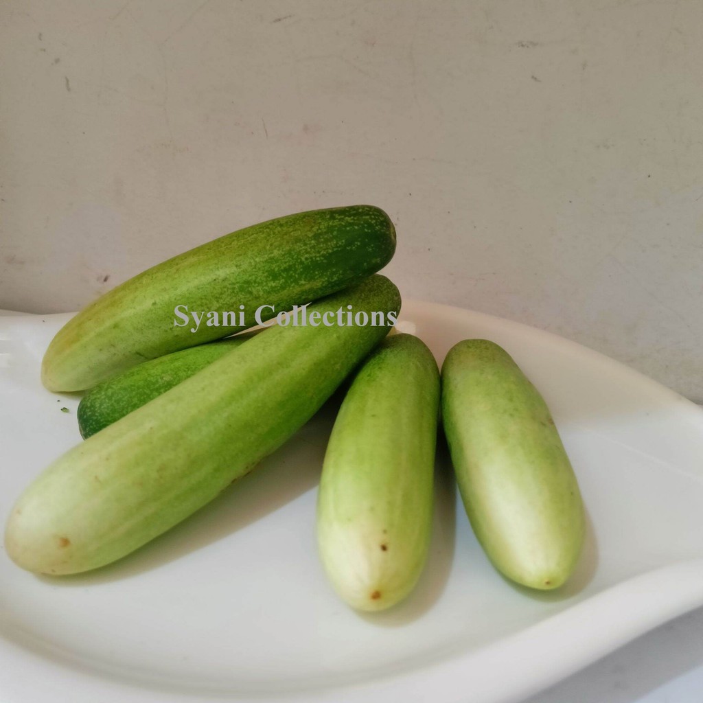 Jual timun/ bonteng segar siap Santap untuk lalap , rujak, petis, atau ...