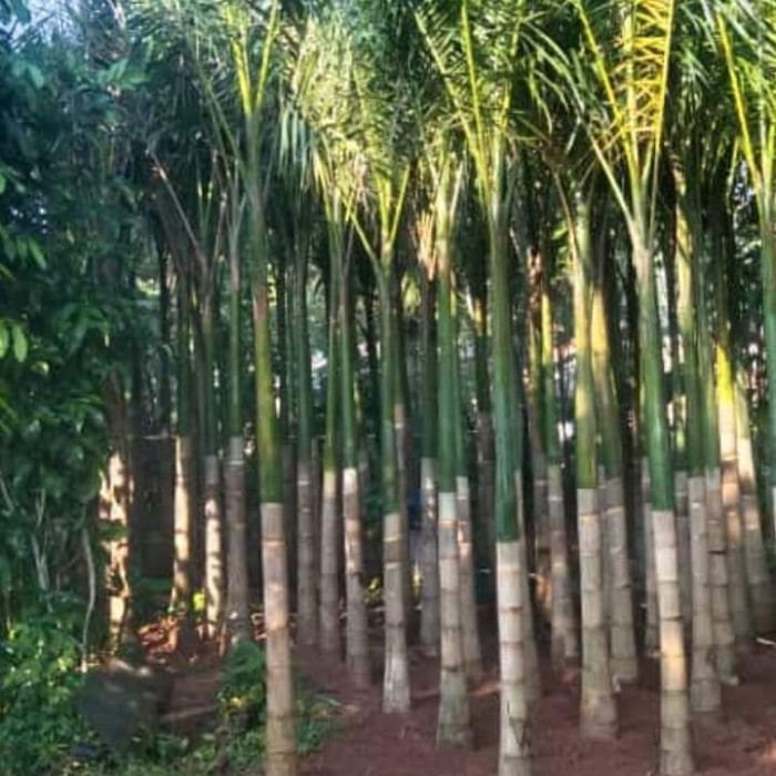 Jual pohon palem raja tinggi 3 4 meter | Shopee Indonesia