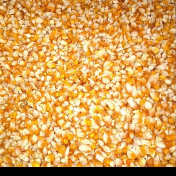 jagung kristal kemasan 1kg bulat kecil pakan burung merpati dan ayam